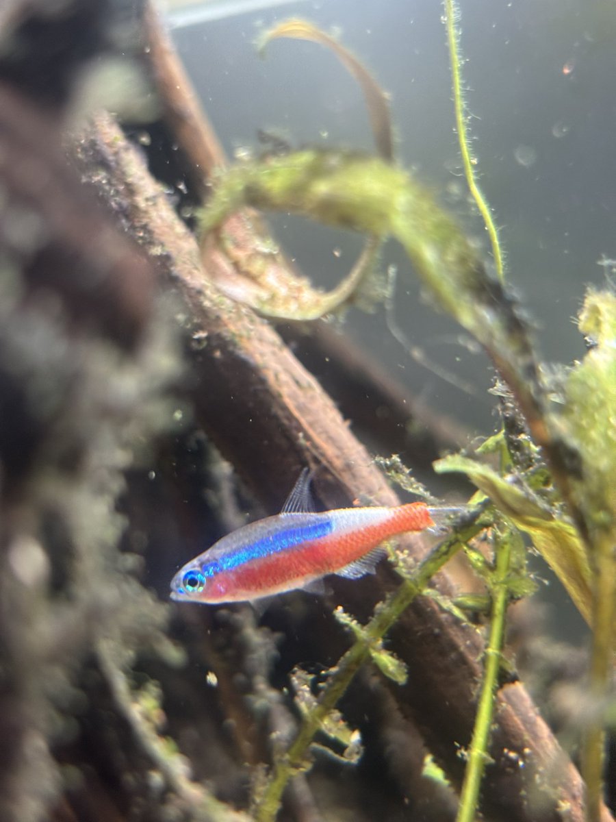 James190403's tweet photo. This is the quality of fish you are selling… actually shocking… https://t.co/8OjnIuHjw3