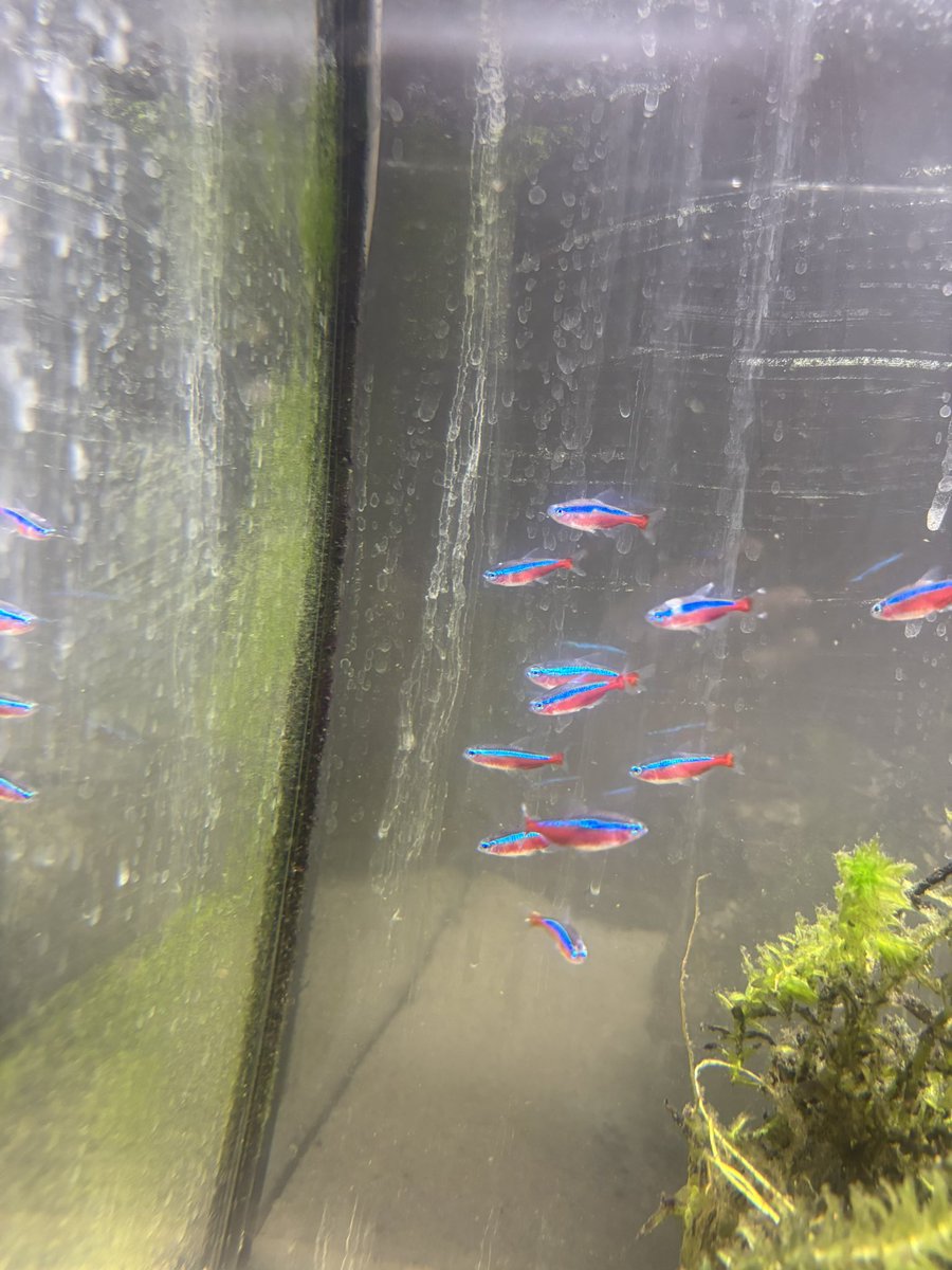 James190403's tweet photo. This is the quality of fish you are selling… actually shocking… https://t.co/8OjnIuHjw3