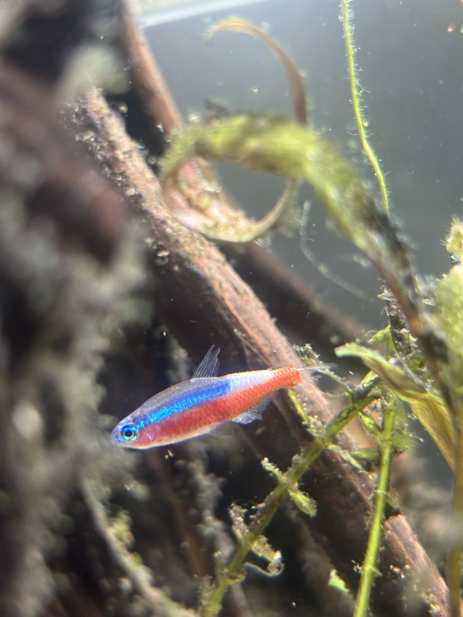 James190403's tweet photo. This is the quality of fish you are selling… actually shocking… https://t.co/8OjnIuHjw3