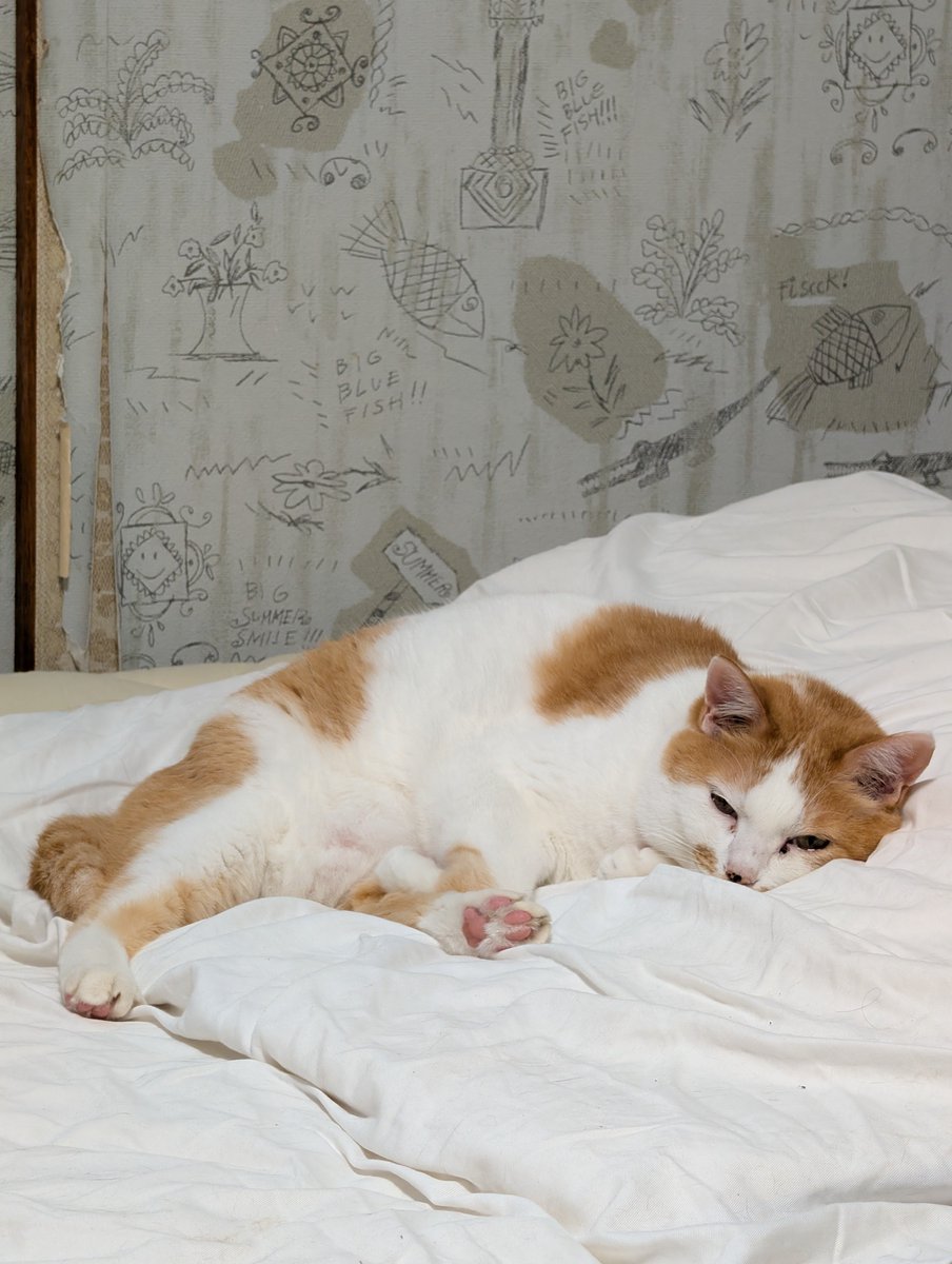 Mayuuta's tweet photo. 朝寝をキメる猫
ニャワイイね https://t.co/dR9MnxZ5lL