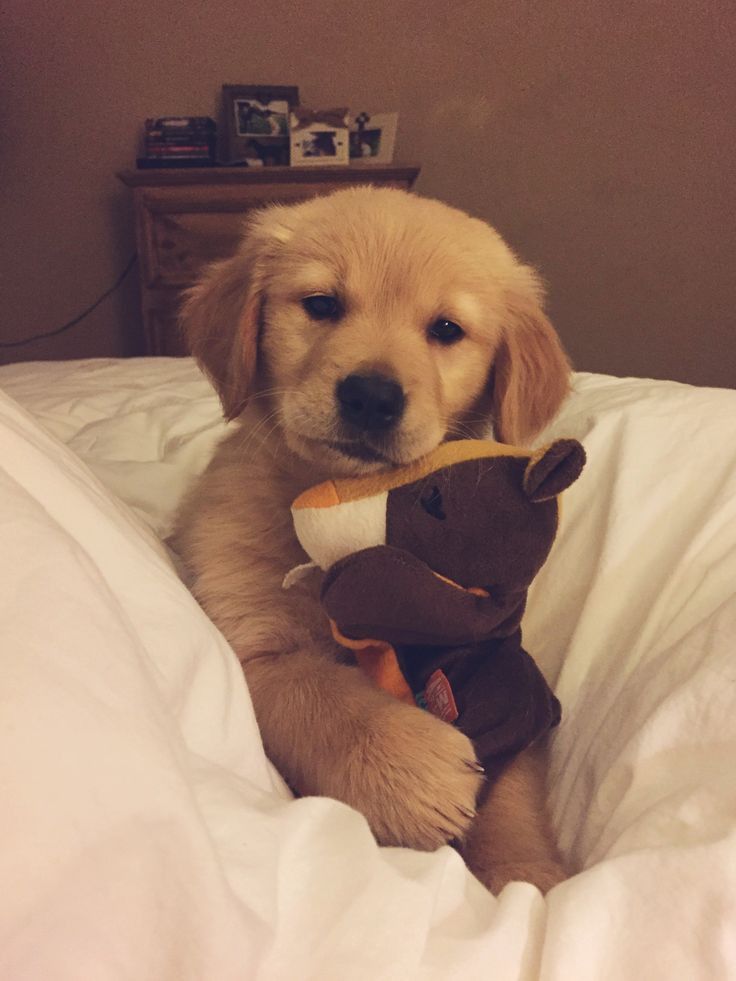 puppiesDoglover's tweet photo. https://t.co/dFynrk1IRZ