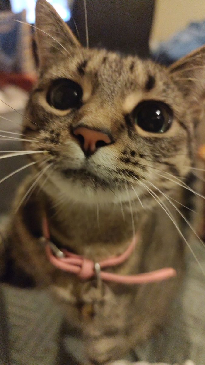 CatsforShubble's tweet photo. 🥰🌷 https://t.co/FxI1Z1t7xz