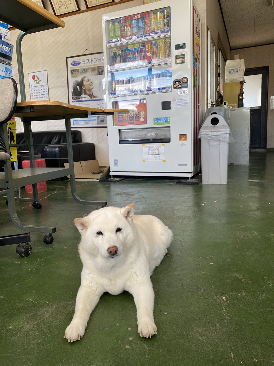 bankinmatu's tweet photo. 店長「おはちぇりどぎ〜　はなきんやし　がんばろ　あしたも　しごとやけどな」 https://t.co/2QqyYN9iyM