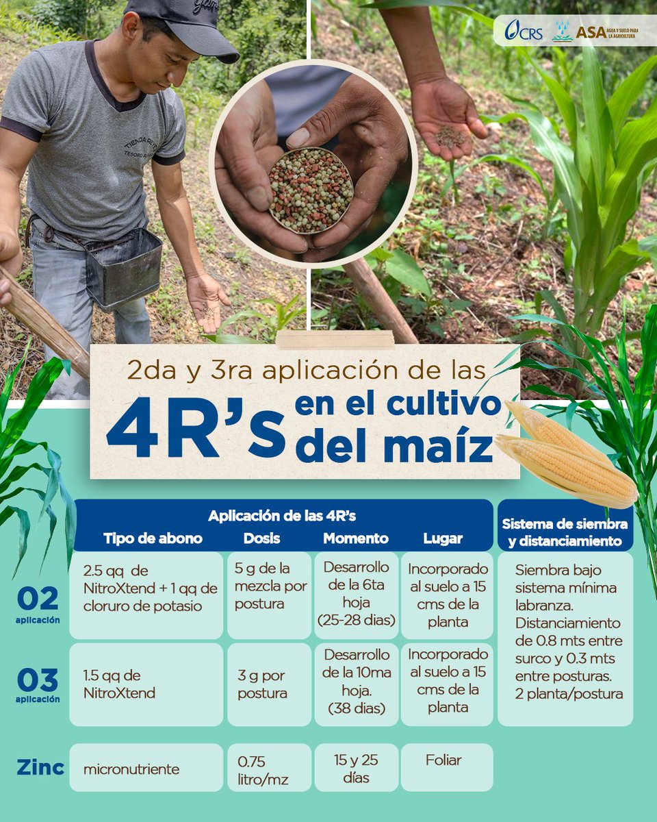 AguaVerdeASA's tweet photo. 🌽 Fertilizar bien es hacerlo en el momento correcto: 👉 aplica la segunda fertilización.
🌱 Si tu maíz ya desarrolló su 6ª hoja (25-28 días) 
 👉 aplica la tercera fertilización.
🌽 Cuando tenga 10 hojas (38-40 días) 
✔️ Al suelo, 5 cm prof. y 15 cm de la planta. https://t.co/8zMkeiyQru
