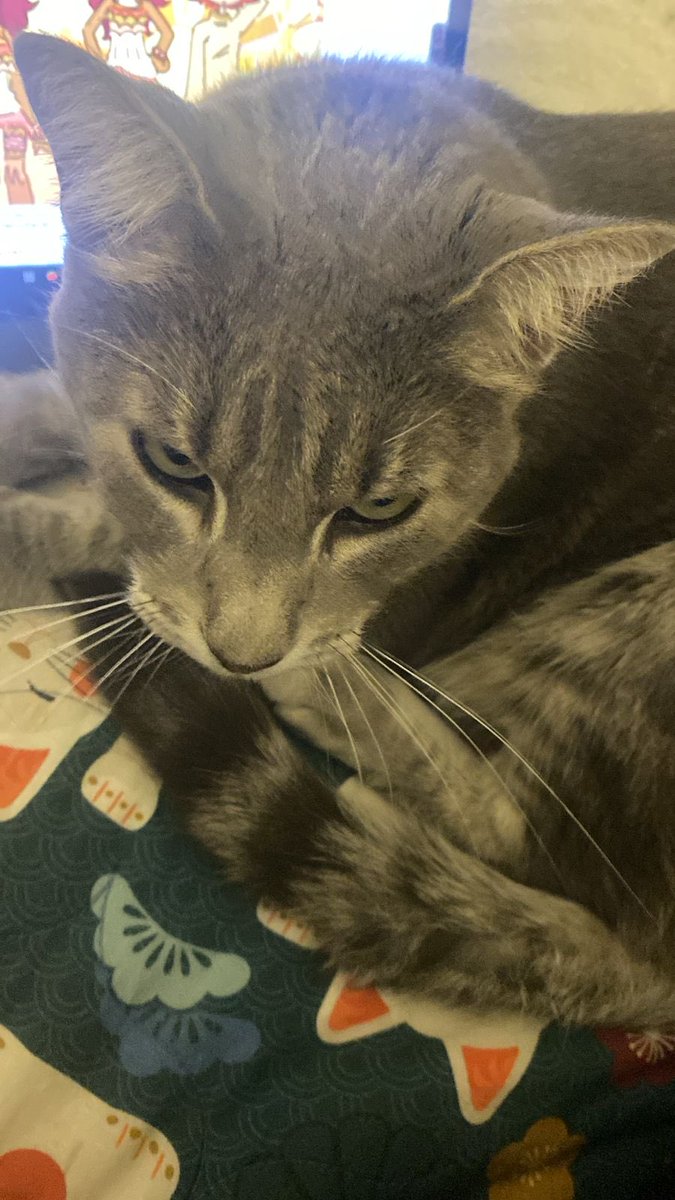 Creativeneeesss's tweet photo. meet honney! she is mustard’s mom~
ψ(｀∇´)ψ https://t.co/j8mxARcZ75