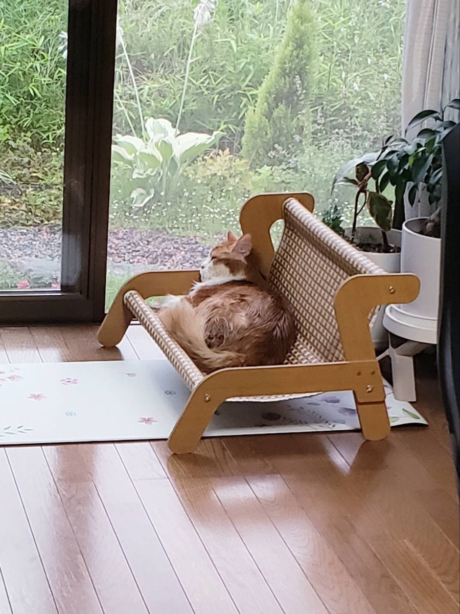 SUNPAUL18's tweet photo. Irie time
��しいRUMソファ🆕爪研ぎ用にもなります😸雨が続いてちょっとウンザリ😮‍💨

🦁July.2026
7月3日(金曜日) 
本日のフードトラック営業は
お休みを頂きます🙏🇯🇲

#irie_wood_nine_mile
#アイリーウッドナインマイル
#メインクーン
#猫
#ねこ https://t.co/SXI1KTuIX2
