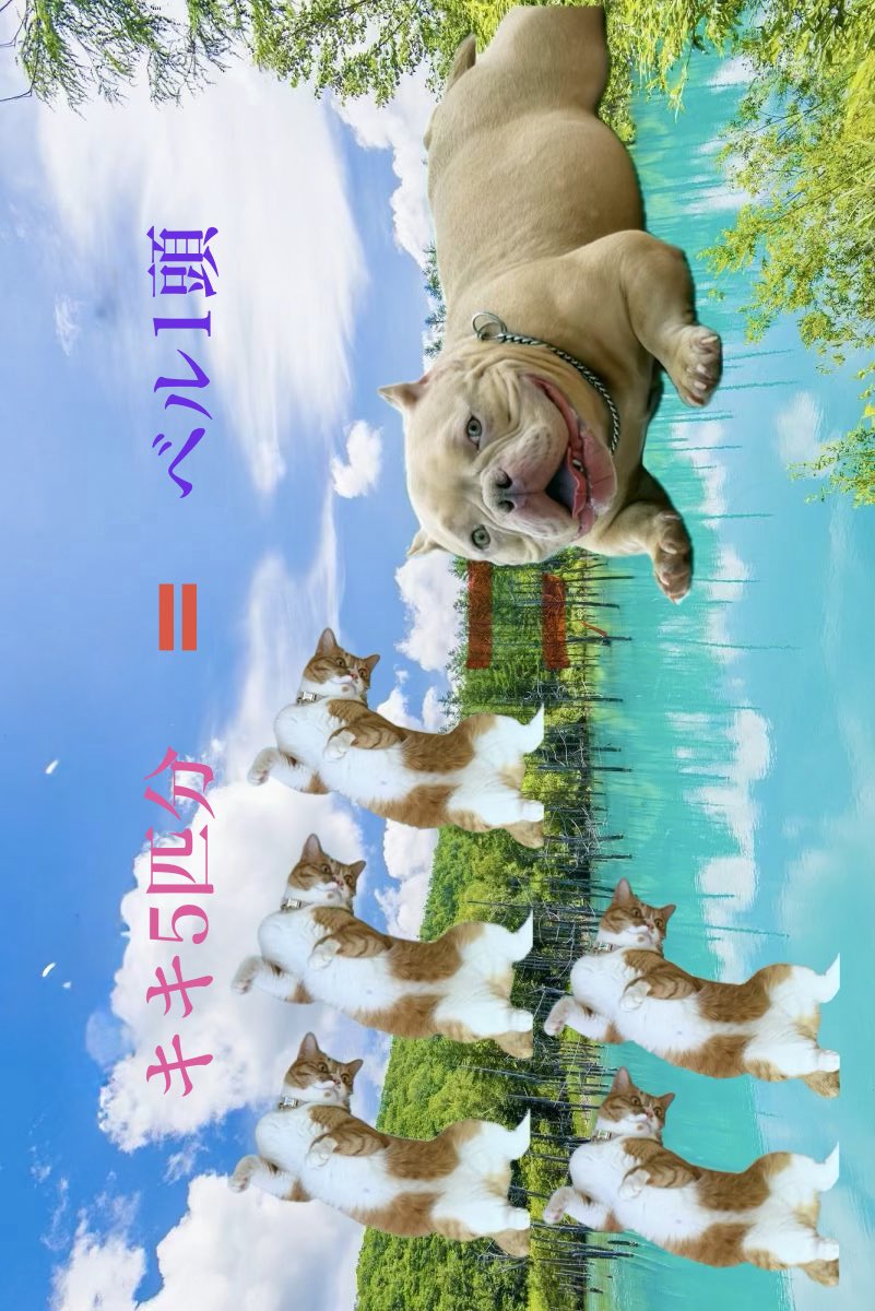 Wildcatsniper22's tweet photo. おはようございます☔️🐌
先日予防接種のため
動物病院に行った時に
気づいた事です。
体重差がジャストでした😂
横向きで見づらくてすみません🙇‍♀️💦
 #犬 #猫 #エキゾチックブリー #茶白猫 https://t.co/srdsQUXRiL