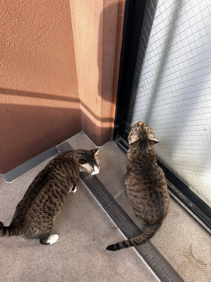 303Catlab's tweet photo. おはようございます。
朝のれあちゃんとななちゃそ
朝は天気いいのでベランダ探検
#303CATLAB
#猫
#猫がいる幸せ 
#猫のいる暮らし https://t.co/HQoqXFeyIv