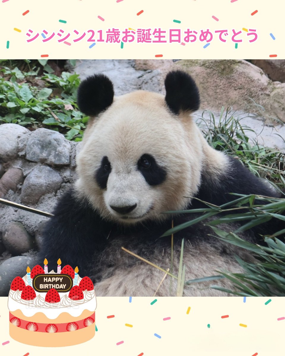 kondopanda's tweet photo. シンシン21歳お誕生日おめでとう🎉
美味しいものたくさん食べてるかな。
いつまでも元気で健やかに過ごしてね😊
2026.7.3
#シンシン　#パンダ　#上野動物園　#雅安  #仙女 https://t.co/0HpQMOZKzG