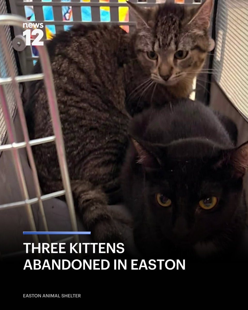 News12CT's tweet photo. KITTENS FOUND: Easton Animal Shelter picked up the kittens and is now calling on the public for help. 
#News12 #Connecticut #LocalNews
https://t.co/dDtoDadv91 https://t.co/qBkyCYP0x2