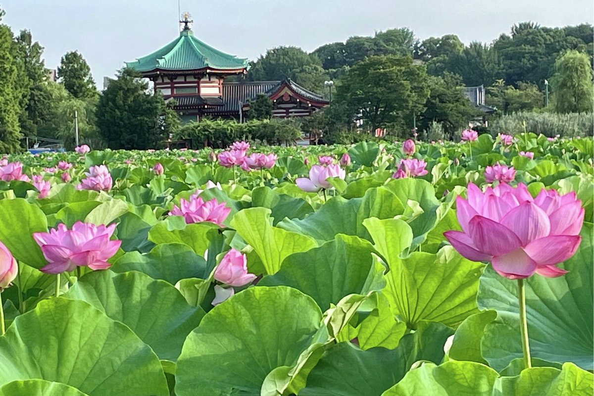 enjoy_tokyo's tweet photo. 朝6時に人がいっぱい!? 夏だけの絶景👀✨

「上野恩賜公園」の不忍池は、夏の水辺を彩る「ハス」の名所。例年7月中旬～8月中旬に見頃を迎えるそう。早朝の訪問がオススメ🪷🚶

https://t.co/bs5dlNvUe1 https://t.co/qgfMxovVMf