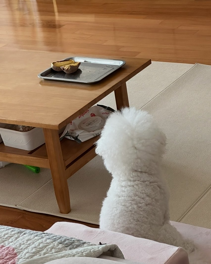 danna__0224's tweet photo. 고구마를 향해 간절한 솜털뒷태 https://t.co/tgd90rerZj