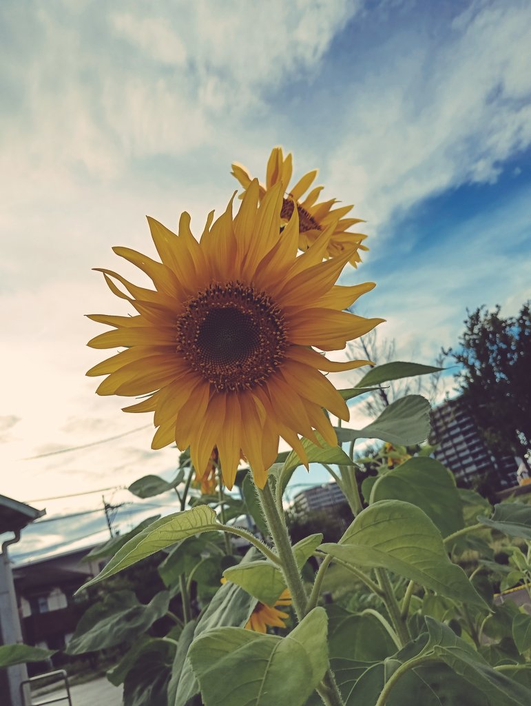 nachinek7272's tweet photo. 街角でひっそりと咲く

もうひまわりの季節なんですね…

 #イマソラ  #空がある風景 https://t.co/yfvX0pr9z3