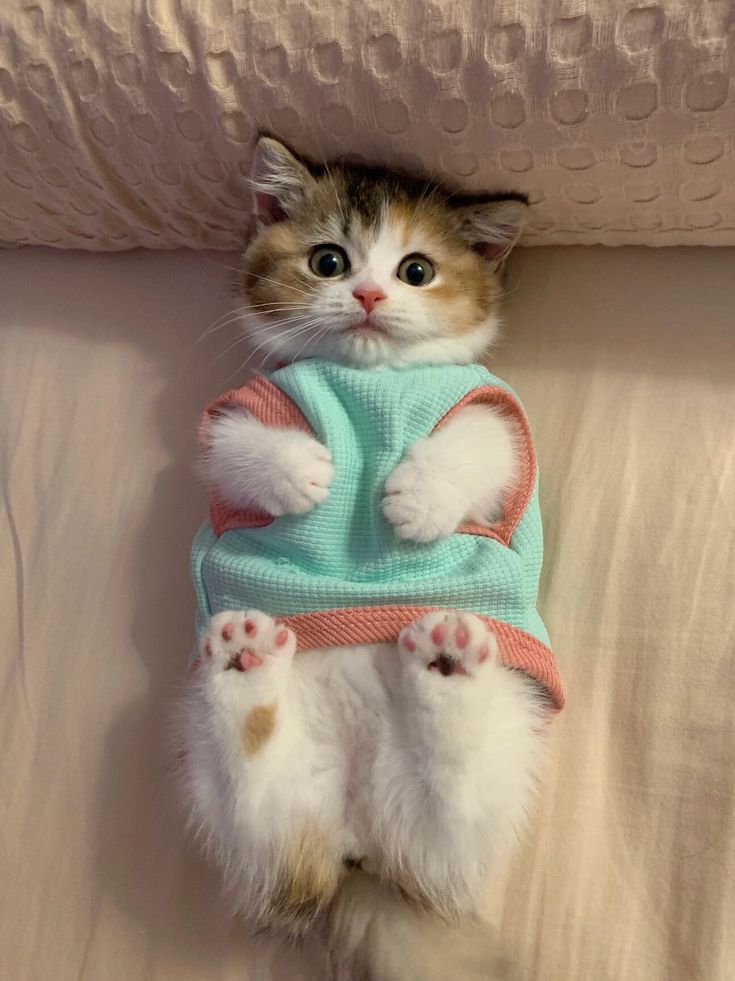 nekocatts's tweet photo. I'm a baby https://t.co/mrBCalvcEg