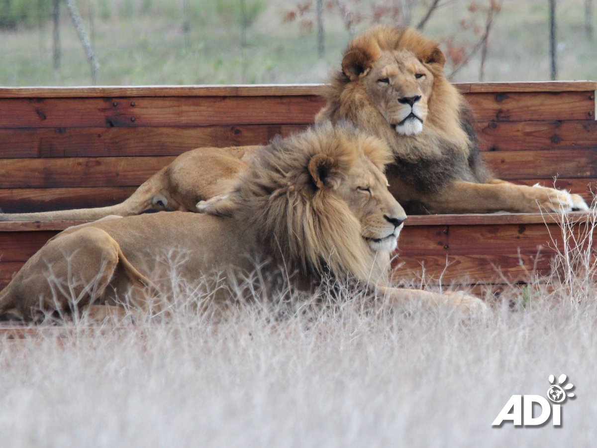 AnimalDefenders's tweet photo. Born in a Guatemalan circus, brothers Tomas and Kimba were separated when Tomas went to a zoo. After ADI enforced the circus ban, Kimba was rescued via our Temporary Rescue Unit, and Tomas later joined him. Reunited in South Africa, they’ve been inseparable since. #ADIWS https://t.co/AVw6RHu0P6