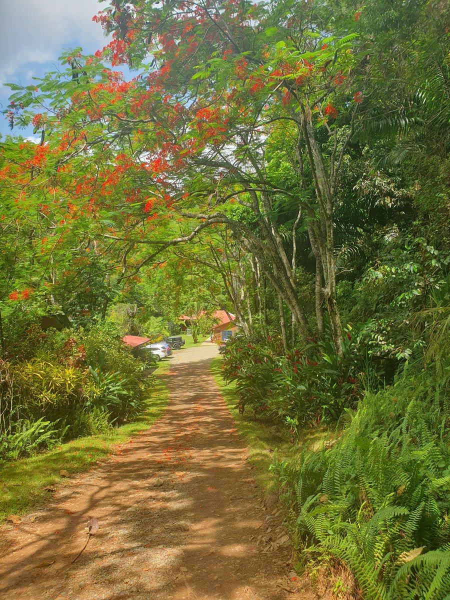 FreiMarialina's tweet photo. CARIBE MÁGICO YO SOY CARIBE https://t.co/MVYRYmDTwT