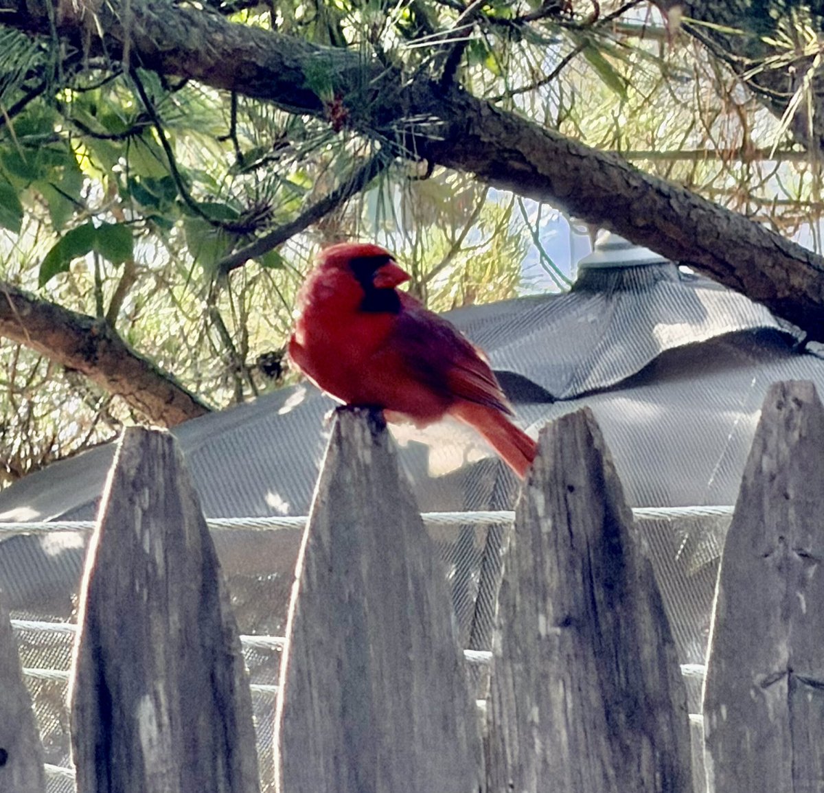 JrzyJoePiscopo's tweet photo. A visitor Down the Shore. #HelloMama ❤️ https://t.co/0VKJWJEgih