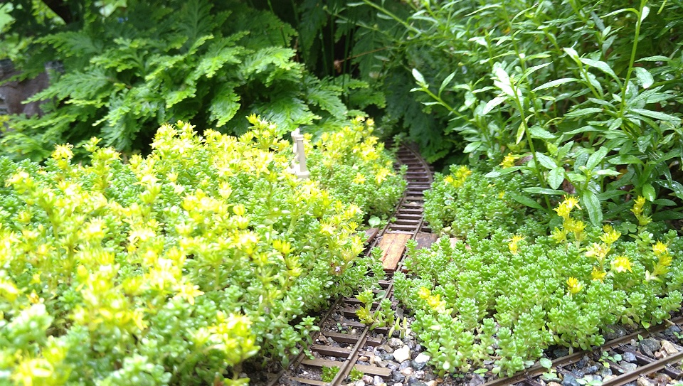 EternalPosition's tweet photo. 雨が続くと、植物は元気に育つし手入れは出来ないしで、あっというまに通行不能に。

今年は、急にかたつむりを見かけるようになった。
左は10mm、右は4mmくらい（右上の金属はピンセットの先端）。他にもあちこちで見かける。

#庭園鉄道の野望 https://t.co/EGxsfjRdgx