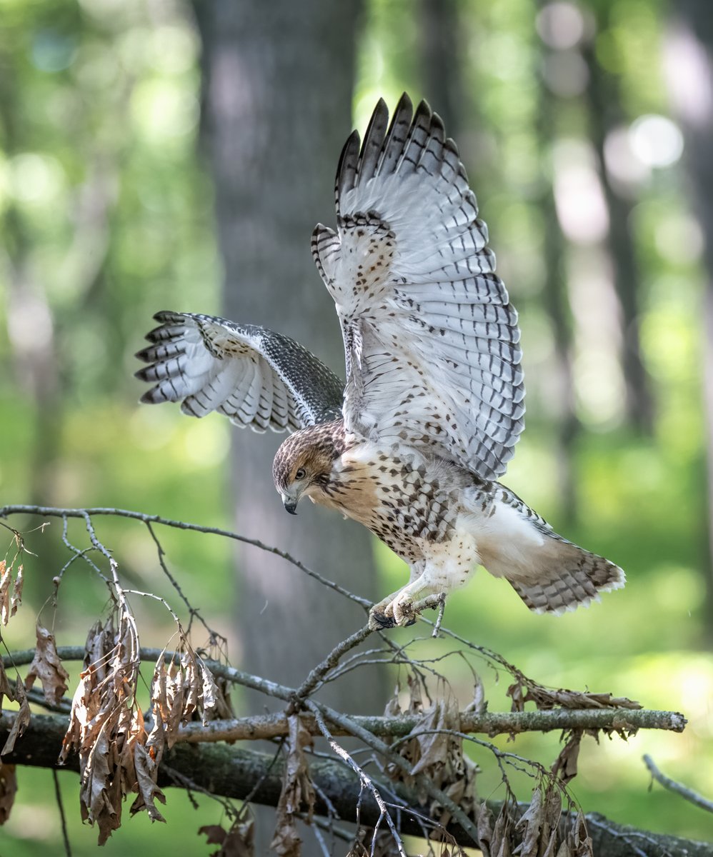 JocAPhotography's tweet photo. A recently fledged Red-tailed Hawk practices his/her balance by perching on a small branch. https://t.co/82T777IY51