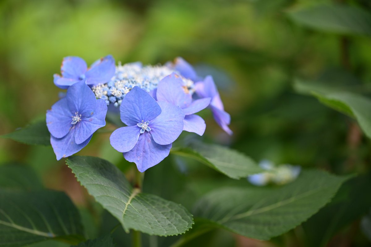 撮りためてた紫陽花達 その5 □NIKON Zf ＋ NIKKOR Z MC 105mm F2.8