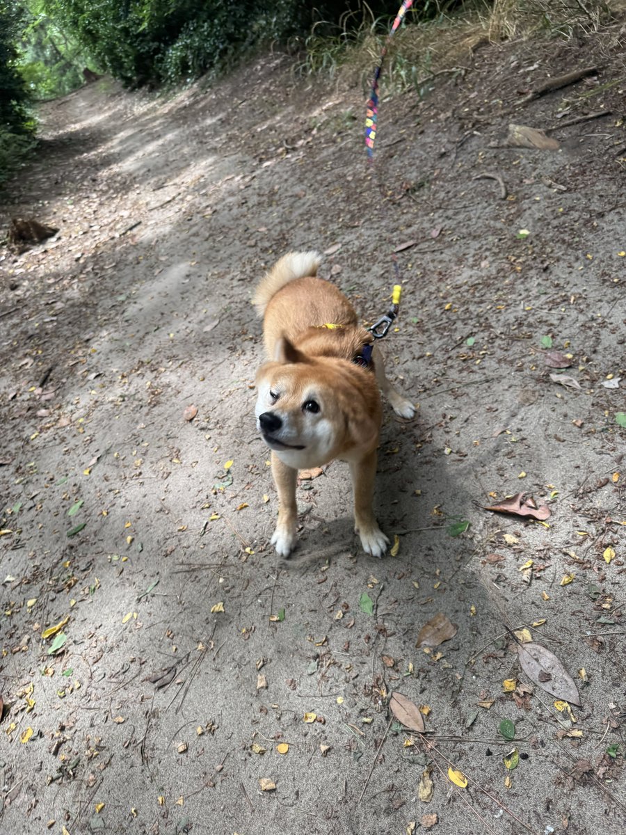 柴ドリル中の犬みて。 何枚目が好きか教えて。