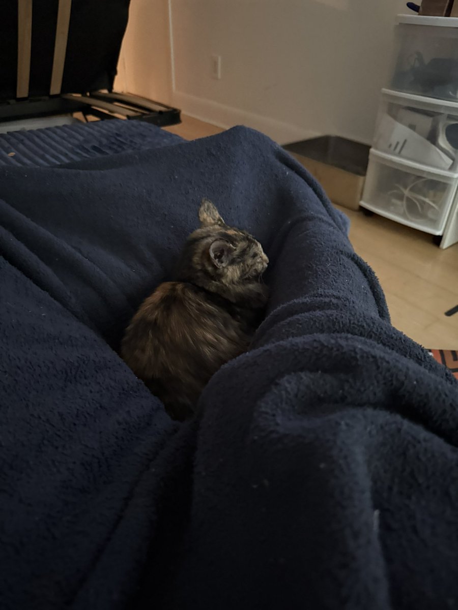monkey0137293's tweet photo. I am her hammock https://t.co/wc12lcAVTg