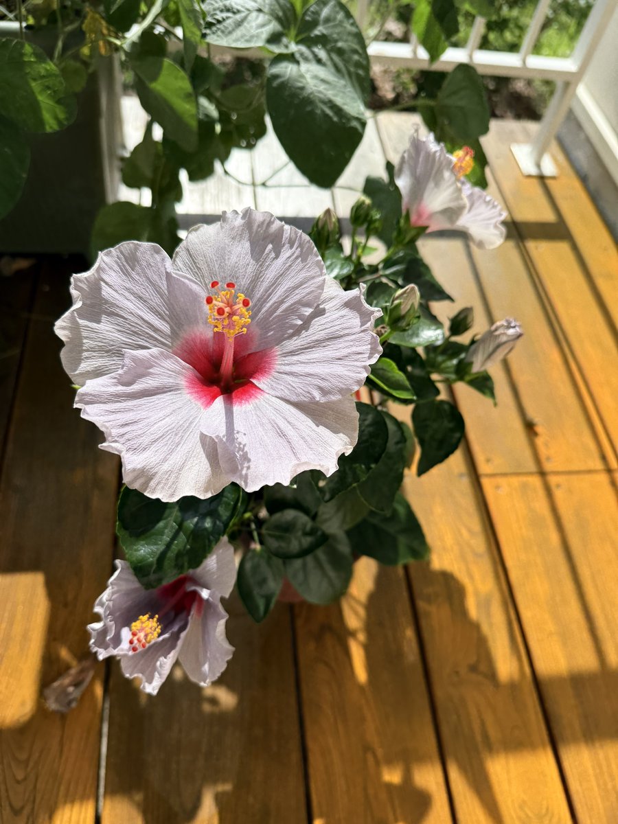 sunfuji11's tweet photo. ハイビスカスめっちゃ咲くな🌺1日で散っちゃうけど、どんどん咲いてくる。 https://t.co/msvWWy657n
