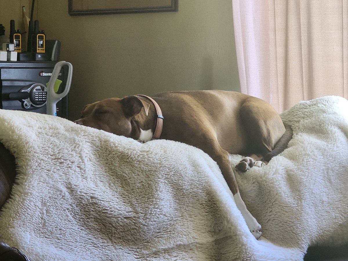 LRobertJohnson2's tweet photo. Our dog is spoiled. Very spoiled. 
@Appalachiabees https://t.co/KnSOFhnQHB