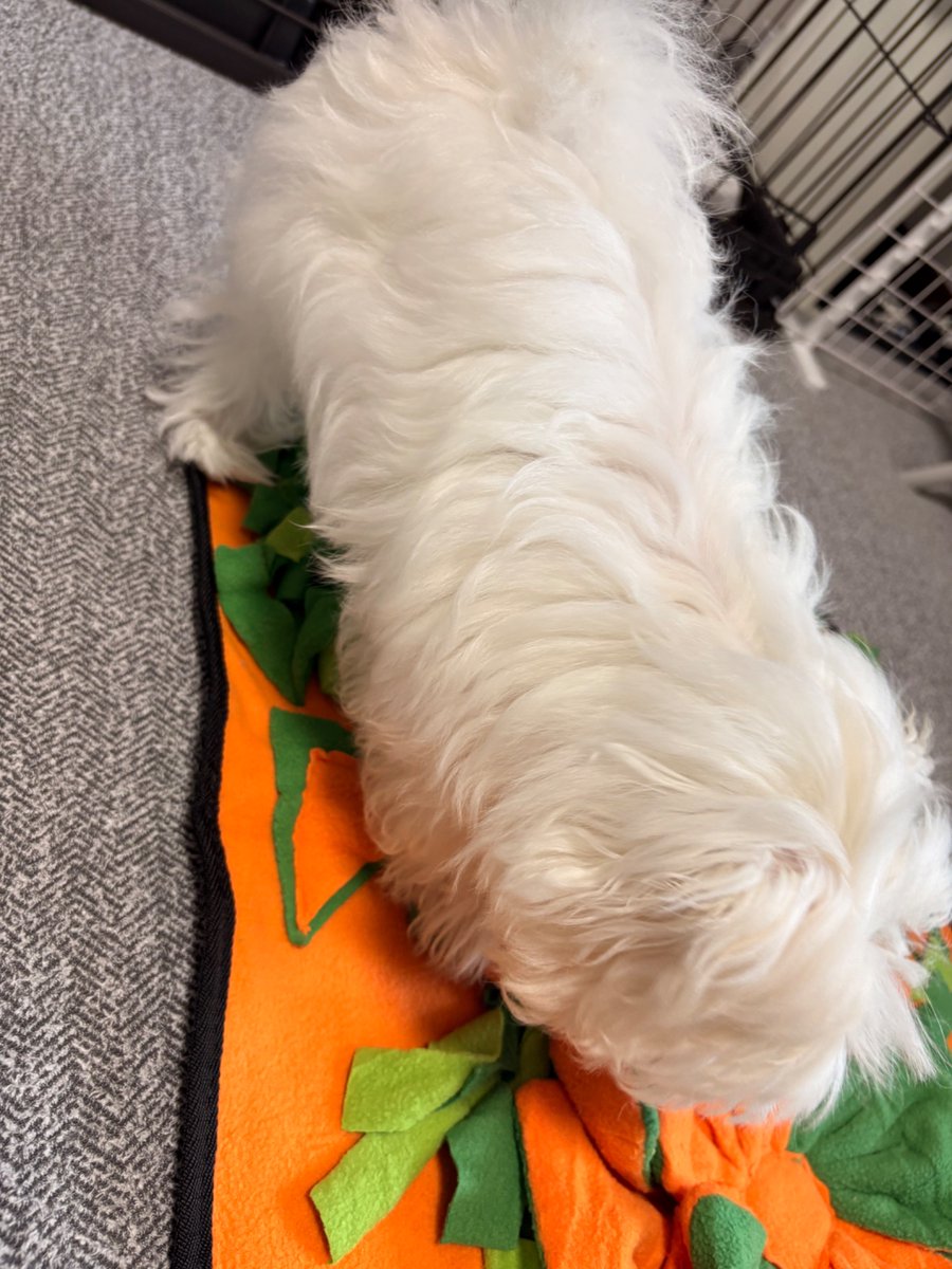 jo__u's tweet photo. もうすぐ4ヶ月のモシャモシャ‼️さっきトリミングに連れて行ったんだけど、預ける時に心がキュ〜ってなったwww
頑張ってくるんだよ😭

我が子を保育園に預けるお母さんたちはすげえな、犬でこの気持ちになるなら、自分の子供の時泣くんじゃないか https://t.co/mT0qEgn28d