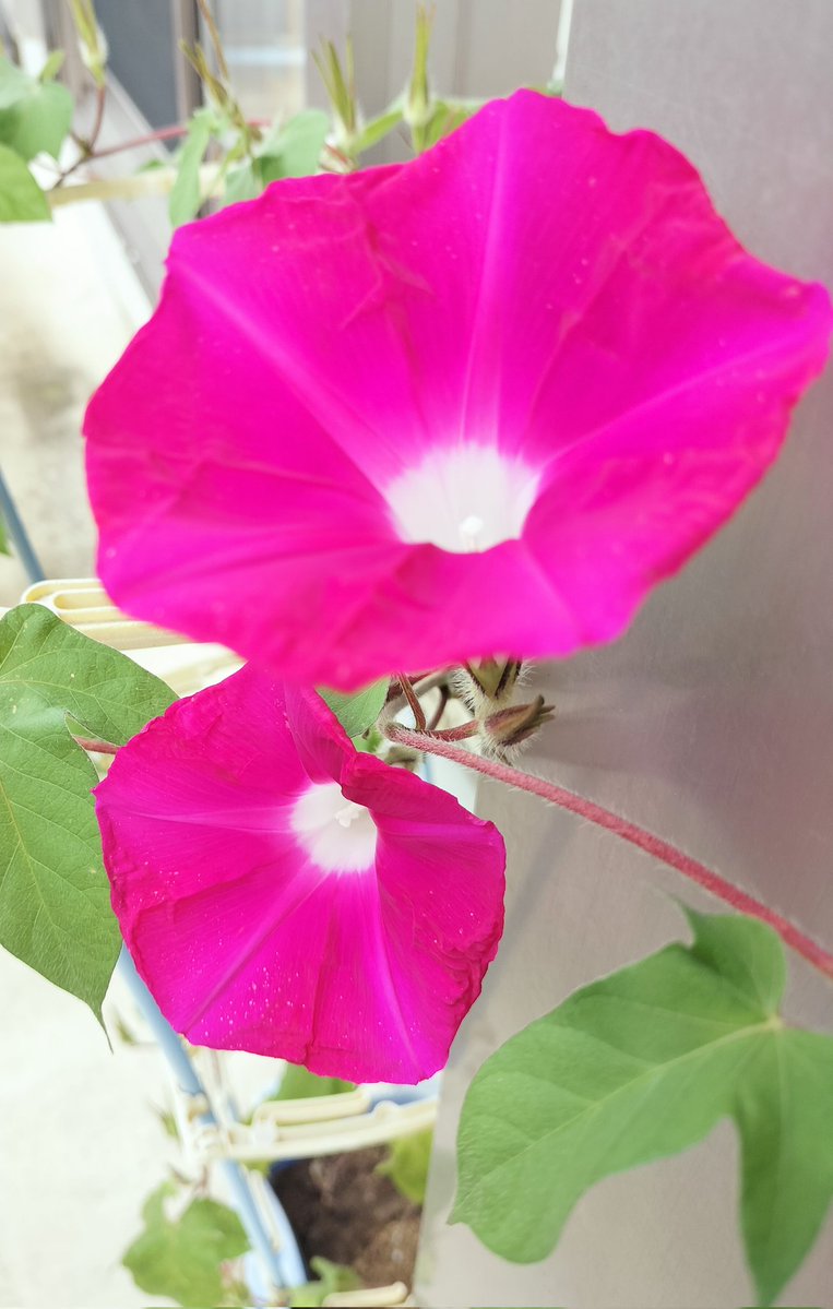 yuko_508's tweet photo. おはようございます
雨は止んだけど曇天です☁

紫陽花がいい感じに変色してきました いつ剪定しようか思案中です

市販の大輪朝顔の種を今朝撒きました
何色が咲くかな？
 #朝空  #朝顔  #紫陽花  #TLを花でいっぱいにしよう https://t.co/QeHdG6UkH3