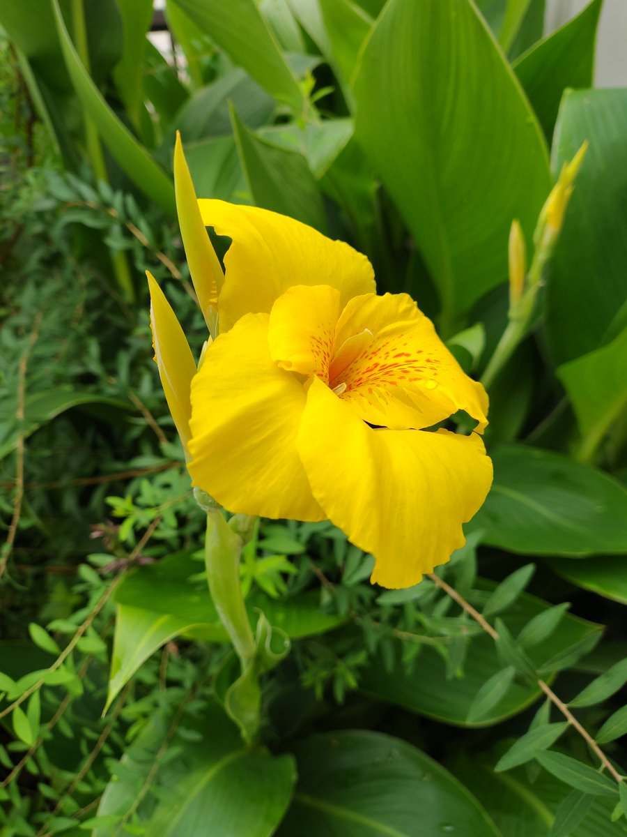 UzHySrhn9i5fgEm's tweet photo. 皆様、おはようございます。黄色のカンナの花が、咲きだしました。花言葉は、｢永遠｣だそうです。 https://t.co/4pnJZ2mkna