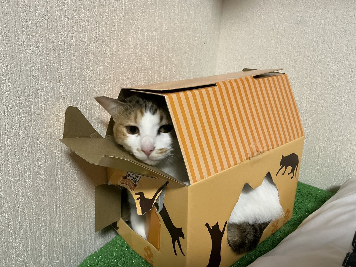 cellbururu tweet picture