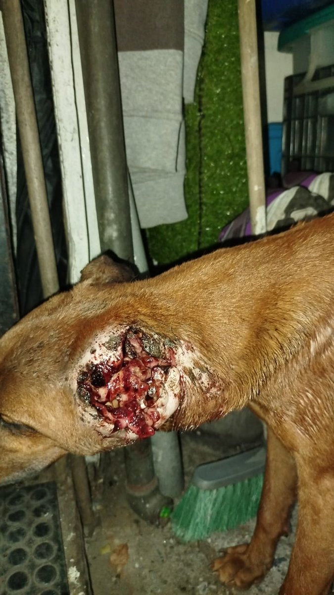RamsesVazBlanco's tweet photo. Reenviado. Perrito con una fuerte miasis en su orejita en Urb Ávila de la Florida frente al automercado Mi Negociol urgenteeeeee 0414-2656159
Natalia. Gracias.🐾🐶🙏💔😔@SomosNevado @apoyocanino @manosdlsangeles  @huellasalcorazn @huellasa_casa @DUINCONSUELOC https://t.co/v44fA2G25u