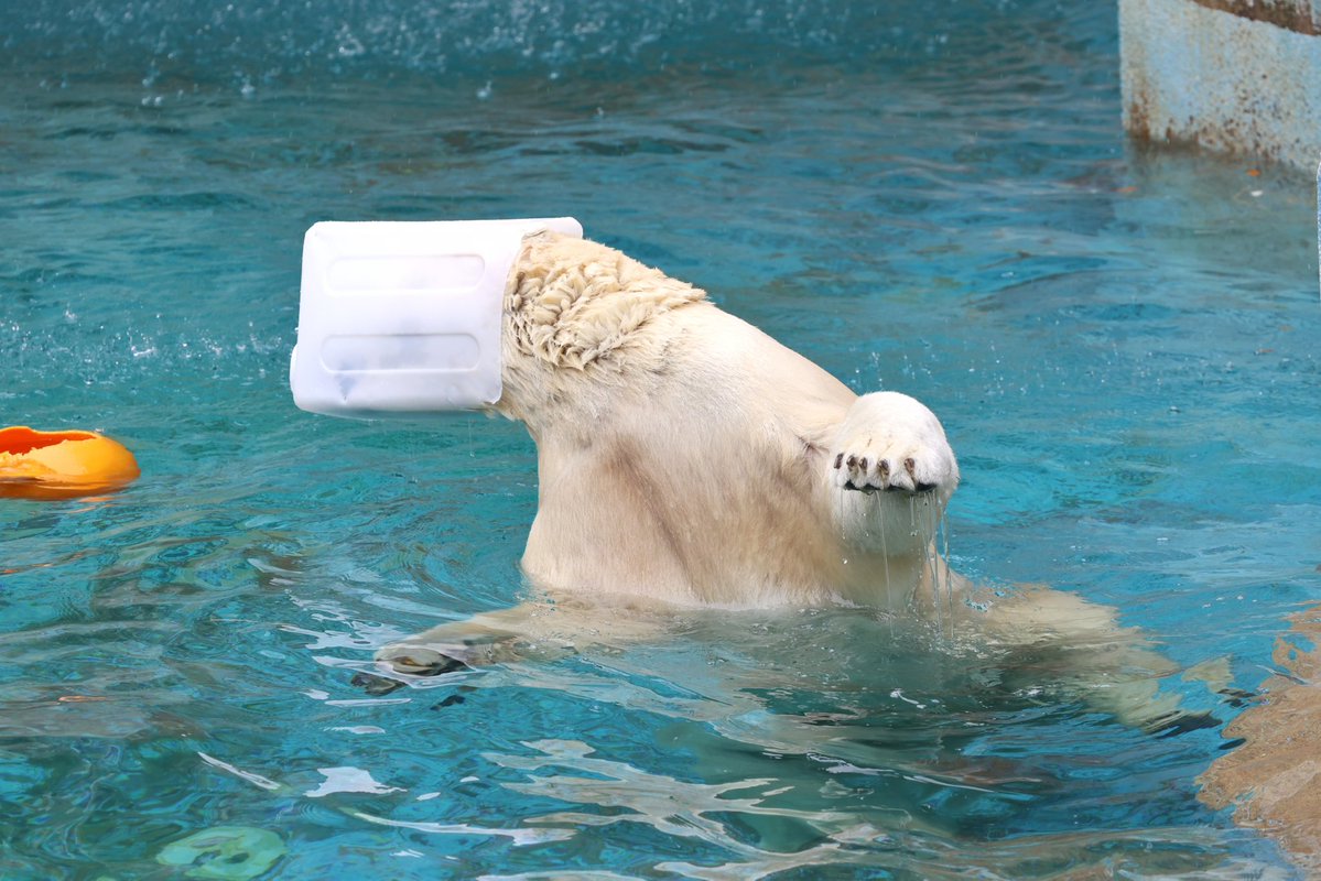 Zan_Animal's tweet photo. #天王寺動物園
#ホッキョクグマ

白いポリタンクを被って遊ぶホウちゃん
本当に楽しそうだった😄

2026年6月20日 https://t.co/tyIEnpAcMw