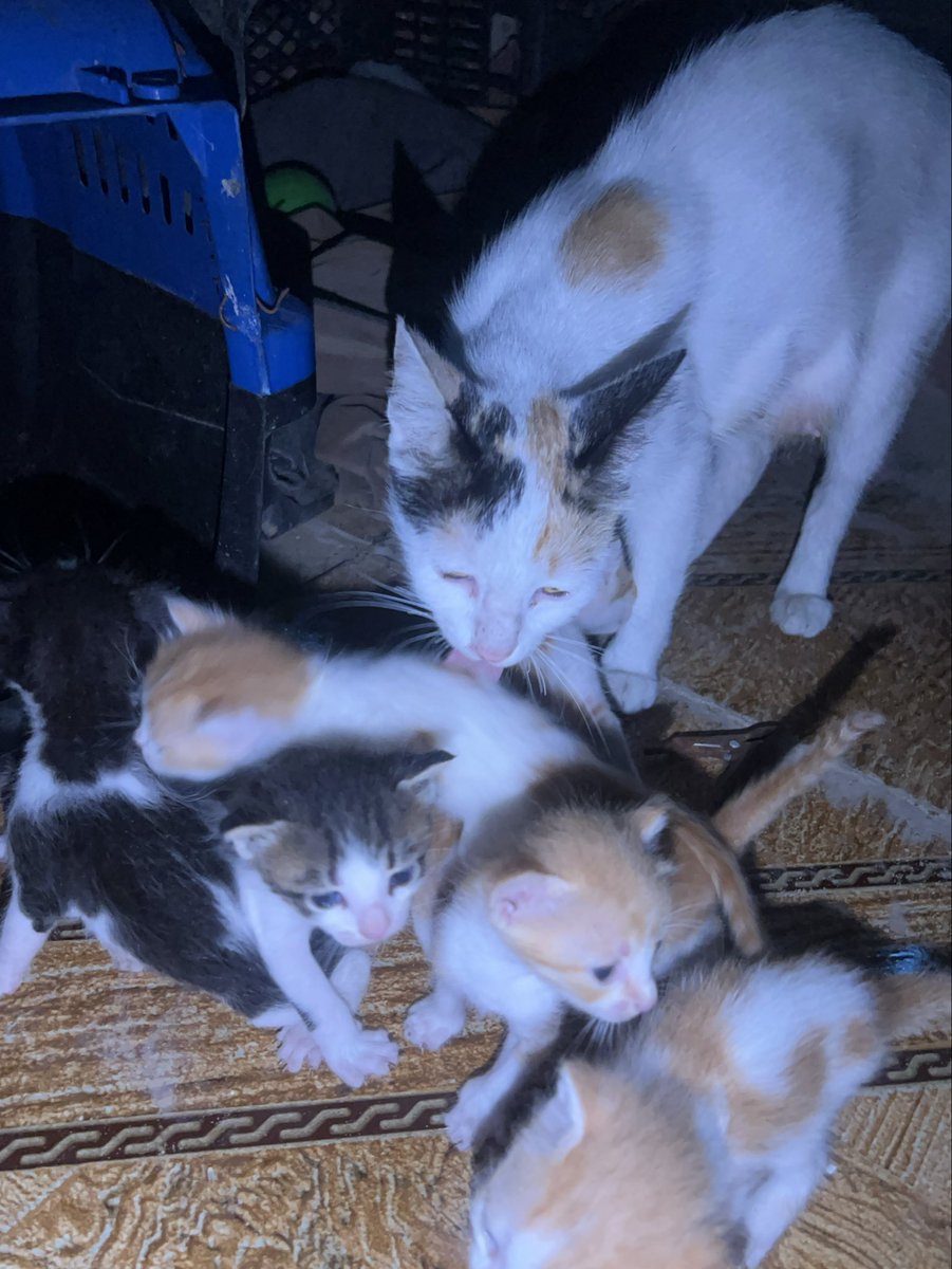 RescueCare's tweet photo. They don’t know what tomorrow will bring… 🌙🐾

Tonight, they’re still waiting for their meal and a safe place to sleep.

Every bowl of food we provide means another day of survival for these innocent souls in Gaza. I won’t give up on them, but I can’t do it alone.

Please help us keep them alive. Every donation and every RT truly makes a difference.❤️🙏🇵🇸

PayPal: https://t.co/Lzv7nazr6v
GoFundMe: https://t.co/MKk58SRPaQ

#Gaza #AnimalRescue #CatsOfGaza #VoicelessSouls #Donate #SaveAnimals