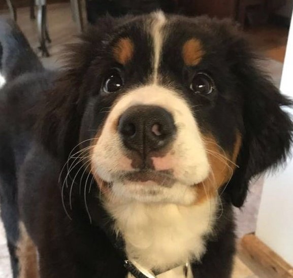 frankestfatigue's tweet photo. pup https://t.co/vTgqfNGI6w