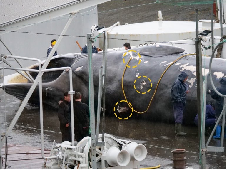 Oxygen_Token's tweet photo. Iceland has now killed at least 11 fin whales this summer, the second-largest animal on Earth, for meat almost no one eats.

After two years without a hunt, commercial whaling resumed in June. The season’s quota is up to 150 fin whales, a vulnerable species that has still not recovered from a century of commercial whaling.

One of the whales killed was a pregnant mother, along with her unborn calf.

The deaths are rarely quick. Iceland’s Food and Veterinary Authority (MAST) documented one whale taking 31 minutes to die after being struck by four exploding harpoons. Previous investigations have also found whales taking up to two hours to die.

And it’s for almost nothing. Icelanders rarely eat fin whale. Most of the meat is exported to Japan, where much of it remains frozen and unsold. Whale watching generates far more value for Iceland’s economy than whaling ever has.

The Icelandic government has pledged to introduce legislation to end commercial whaling, but this season’s hunt is still going ahead. 

[Source: Whale and Dolphin Conservation / Oceanographic (June 30, 2026).]