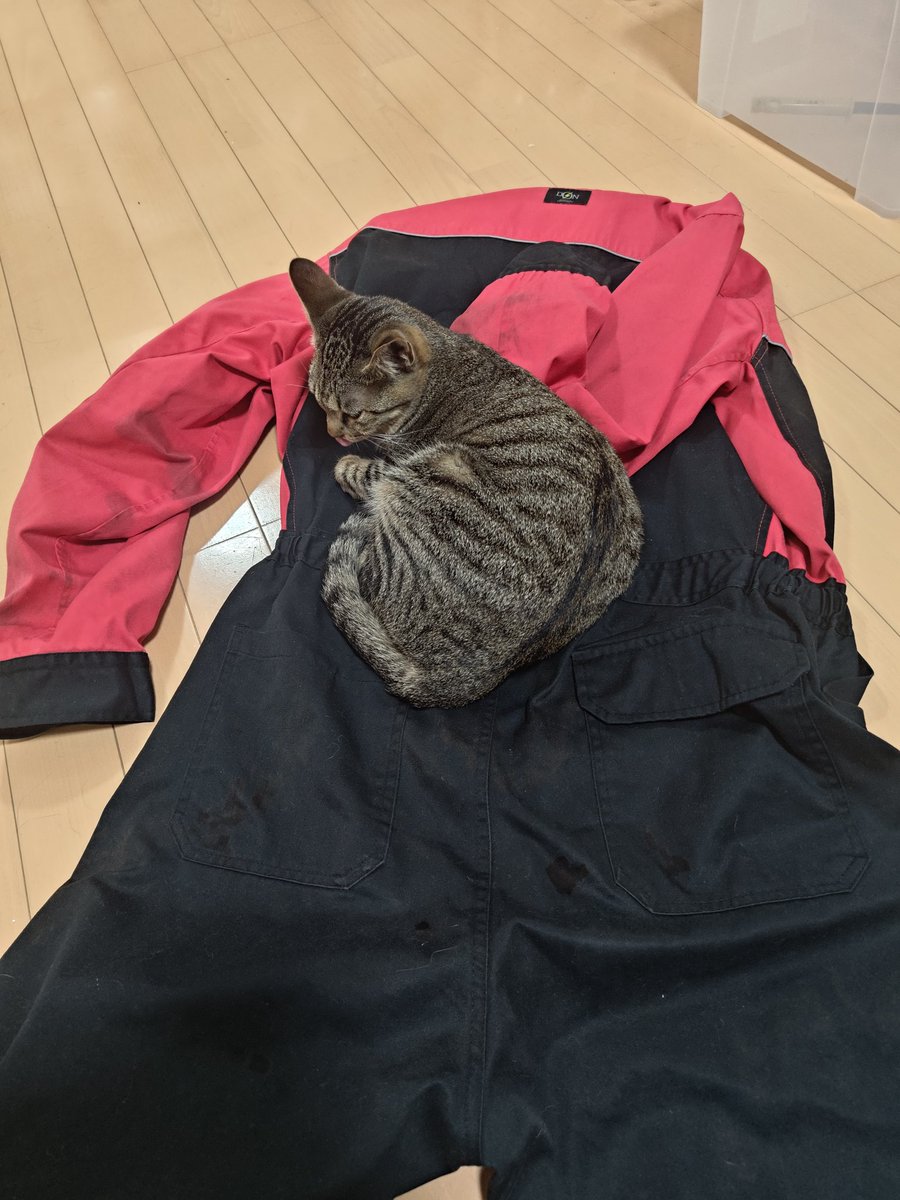 pekora_pethito's tweet photo. 作業服の上に猫が居るので
仕事に行けなくなりました🐱 https://t.co/SikRIlmOi2