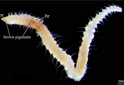 Zootaxa tweet picture