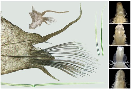 Zootaxa tweet picture