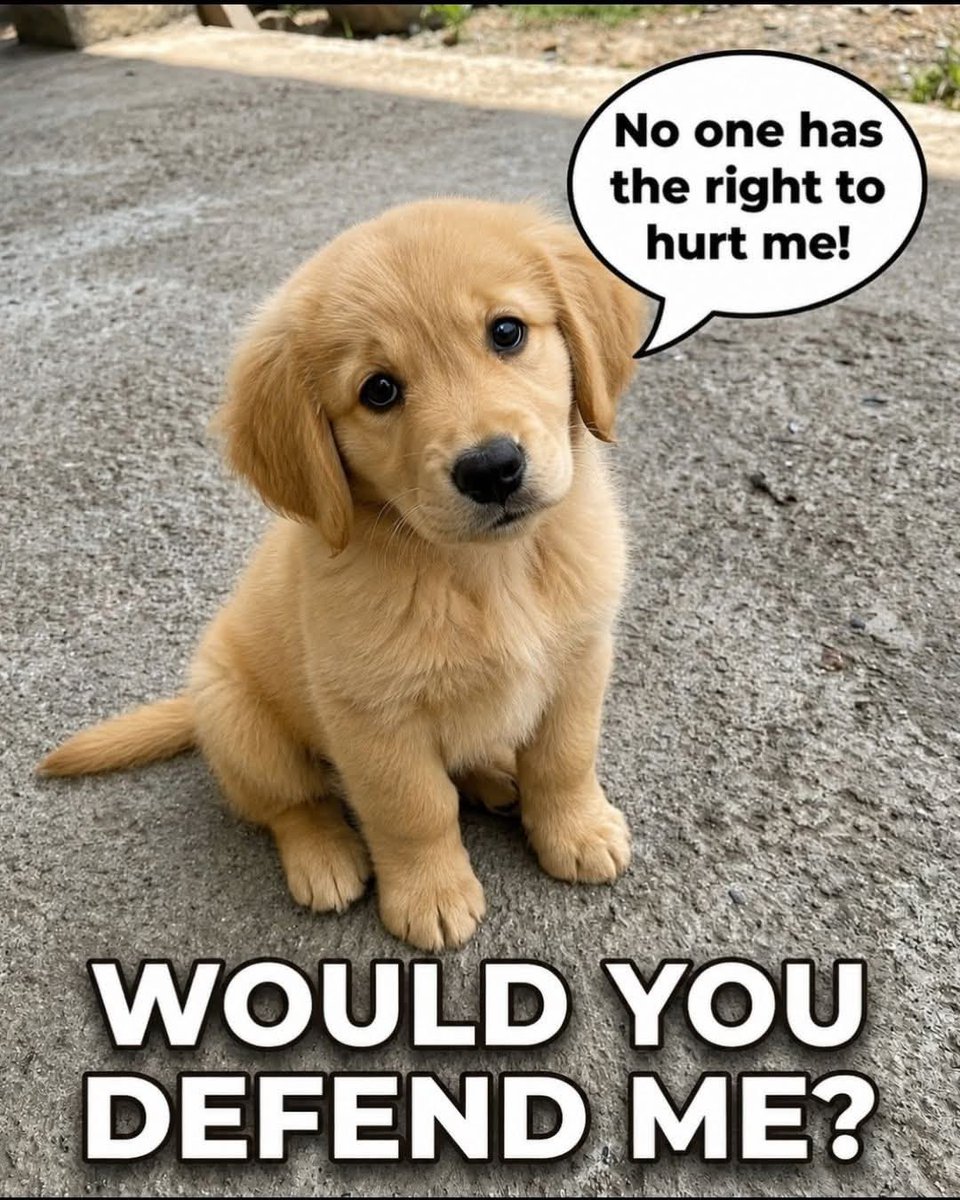 DogLovers03's tweet photo. https://t.co/W24aTaf5GU