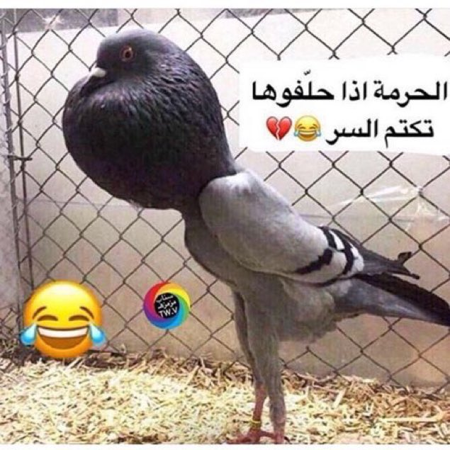 gonfrikzzz's tweet photo. https://t.co/gVIW7A3ABW