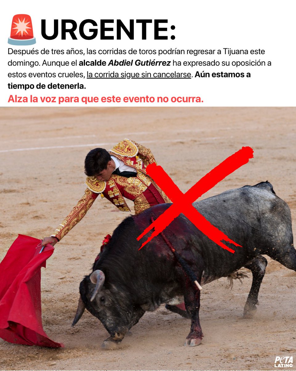 PETA_Latino's tweet photo. 🚨 Este domingo, Tijuana podría dar un paso atrás para los toros.

Alcalde Abdiel Gutiérrez, usted tiene todos los elementos legales y morales para detener la tortura y muerte de seis seres sintientes inocentes. Por favor, cancele ya la corrida de toros anunciada para este domingo 5 de julio🐂💔.