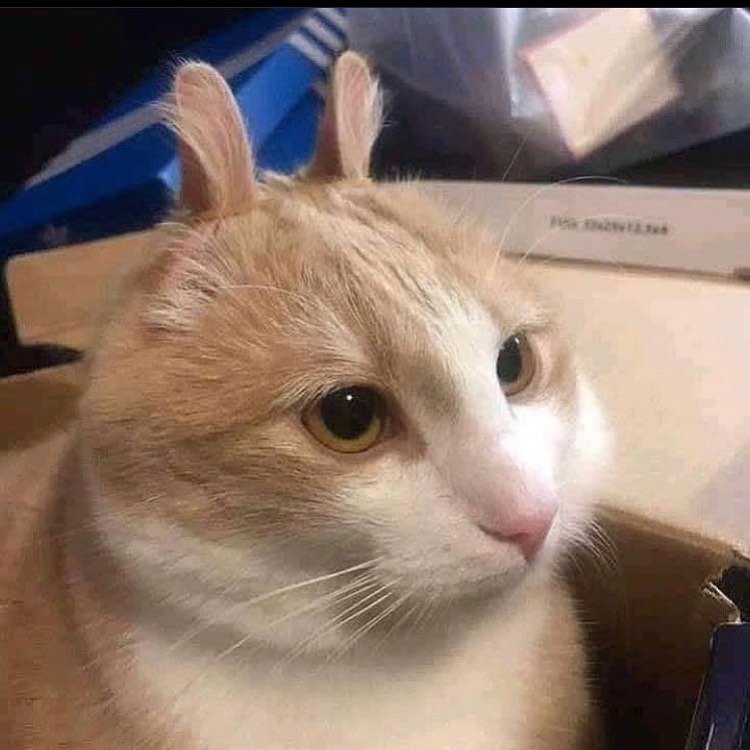 PunchingCat's tweet photo. https://t.co/IHBF9DnhTq