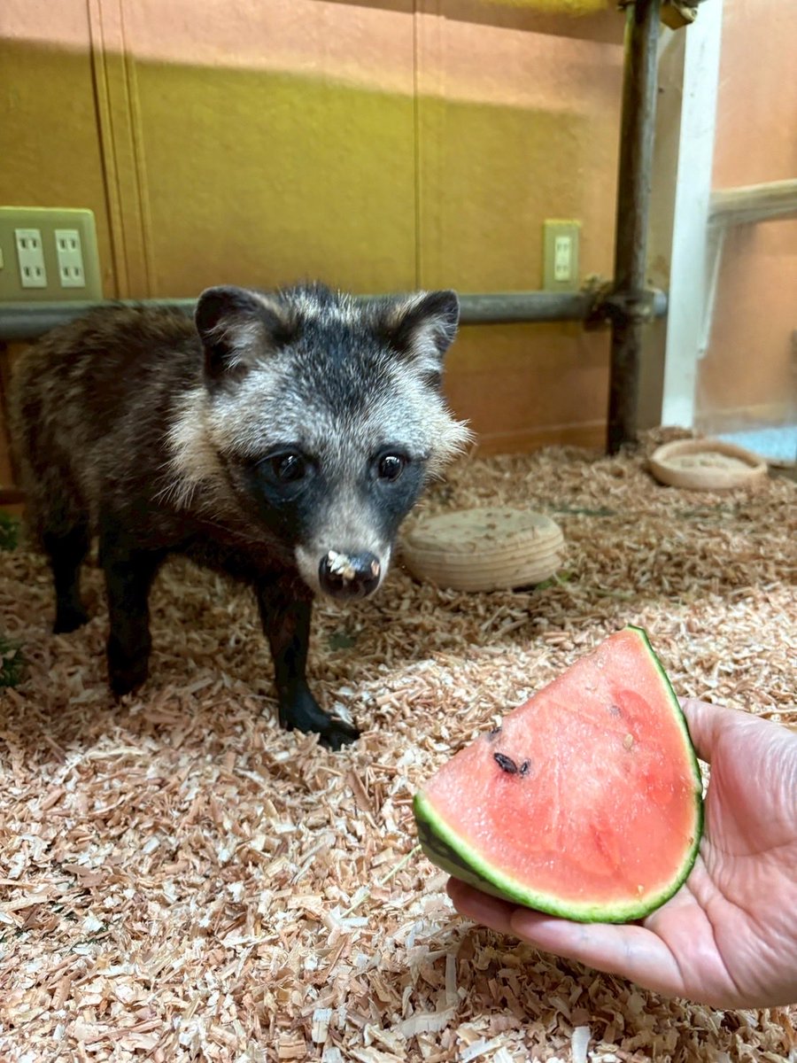 noahsark_animal's tweet photo. 実は、たぬきはイヌ科で雑食なんです。

ぽんちゃんはスイカが大好き🍉✨シャクシャクと美味しそうに食べる姿に癒されます😌 https://t.co/XmmuAbtrTU