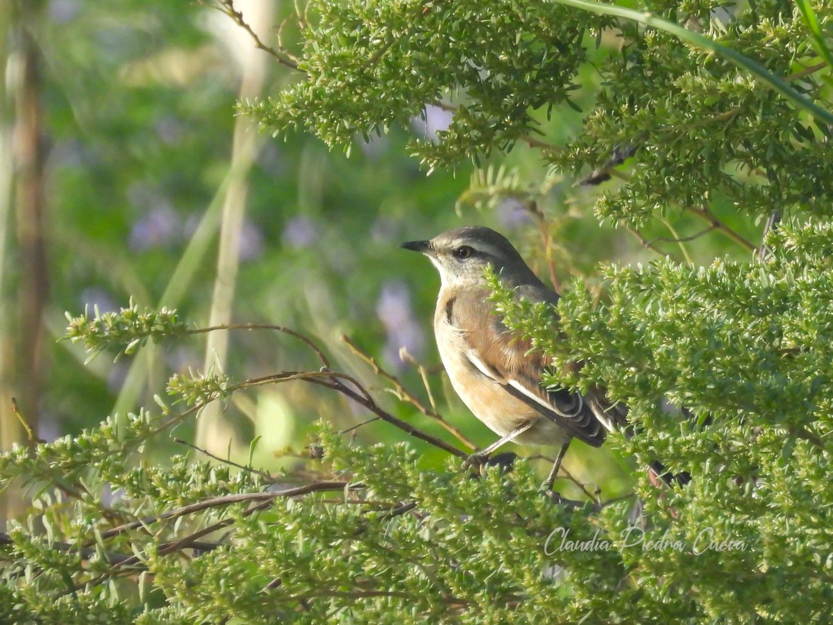 ClauLocura's tweet photo. #Taxojueves #Mimidae
Nuestra visitante invernal:
🆔 Calandria Tres Colas (Mimus triurus) 💕. https://t.co/erS32l9xlz