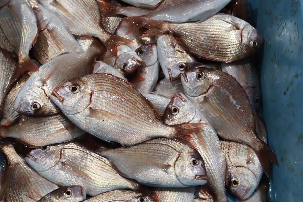 izunoumigasuki's tweet photo. 2026. 07.03

今朝、伊東魚市場に水揚げされた魚たちです🐟
どれもこれも美味しそうです😋

#伊東魚市場
#伊豆いとう地魚王国
#地魚美味しい
#伊豆の海が好き
#魚を食べよう
#水産資源を大切に
#さかなの日

写　　真・・・
左上・・ハナダイ
左下・・イサキ
右上・・サザエ
右下・・カマス https://t.co/9DnThWS7V2