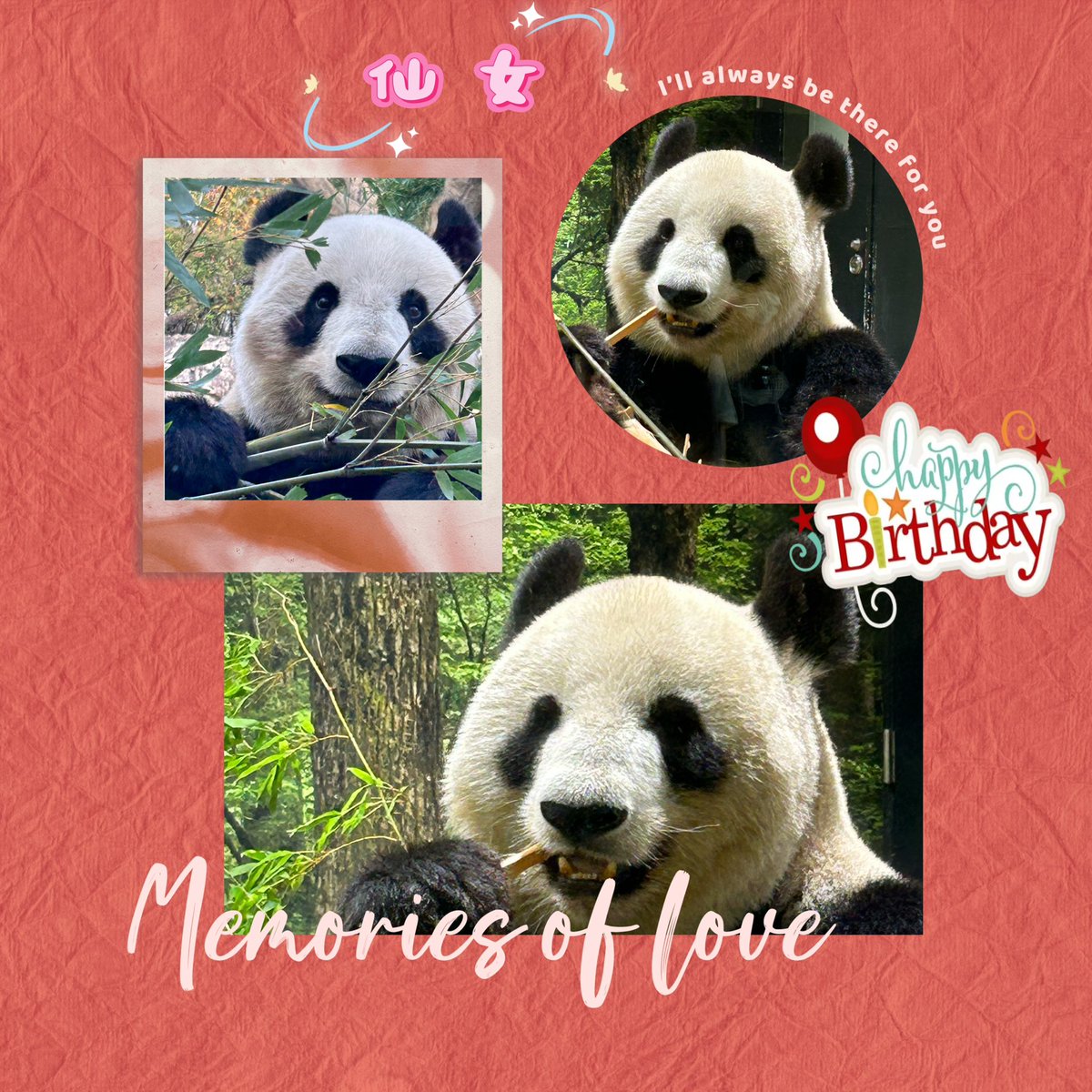 728oreo's tweet photo. ㊗️シンシン🐼２１歳お誕生日おめでとう🎉🎂
HAPPY 21st Birthday💓
仙女🐼，21岁生日快乐🎊
また再会できる日を楽しみにしています。
#仙女 #パンダ #シンシン https://t.co/ygBKhpMWpl