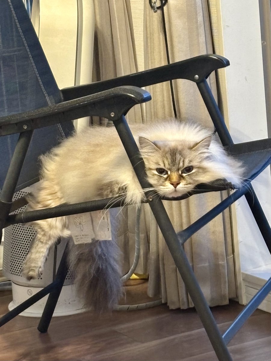 369_Siberian's tweet photo. 後ろ脚ぺローンと落ちてて、居心地悪そうだけど本人は気に入ってるご様子🐱
#サイベリアン
#ネヴァマスカレード
#猫
#猫との暮らし
#猫好きさんと繋がりたい https://t.co/zybZ1gEUoC