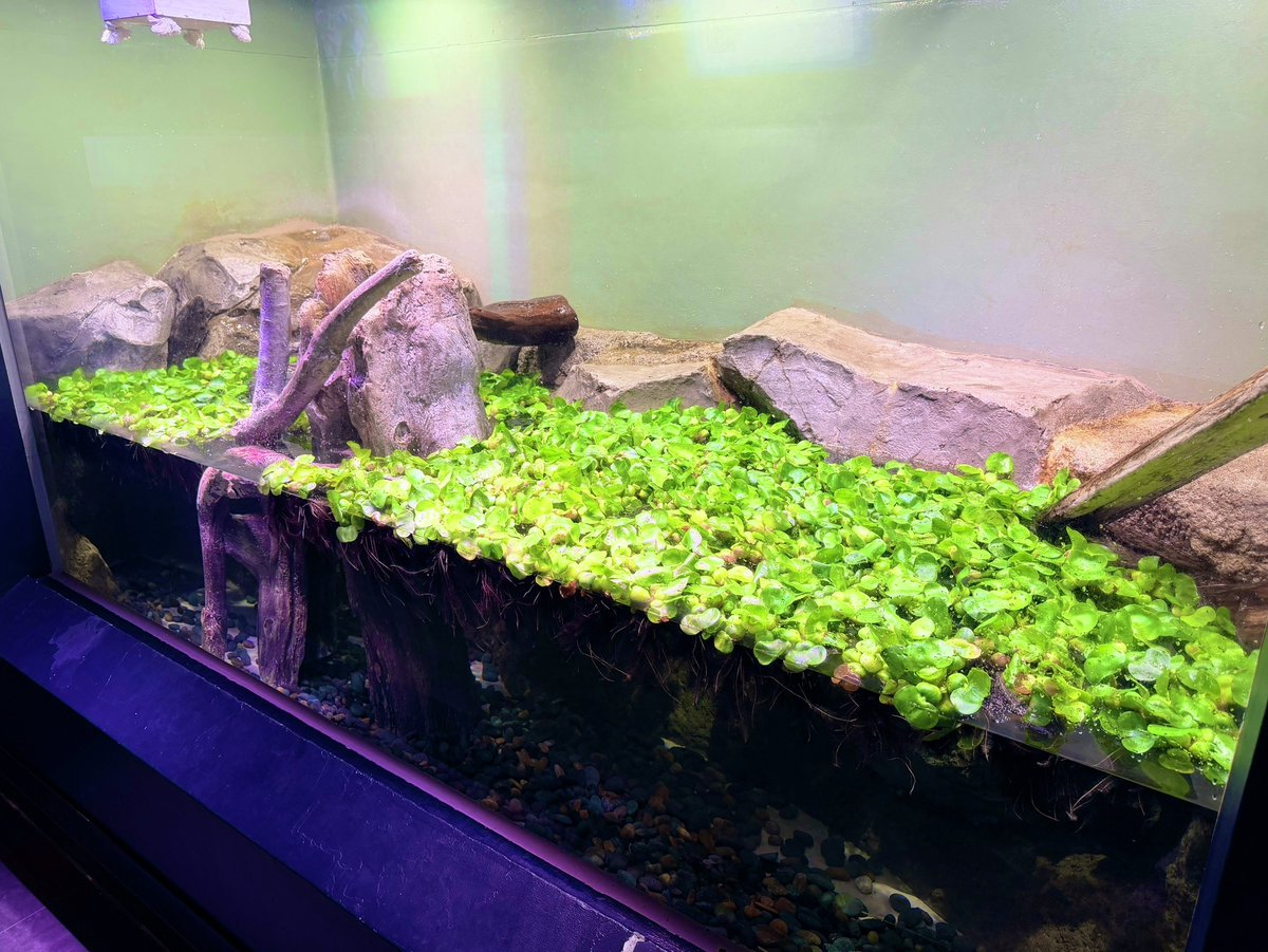 _aquapark_'s tweet photo. 現在、期間限定でコツメカワウソ展示水槽に水草を入れています！！
水草を入れて約1週間が経ちましたが、最近は水草でジャグリングをするのがブームなようです😊
好奇心旺盛なコツメカワウソらしい姿が見られますので、ぜひこの機会に会いに来てくださいね！！

（※水草がなくなり次第終了となります）

#コツメカワウソ
#AsianSmallClawedOtter
#カワウソ #otter
#マクセルアクアパーク品川
#MaxellAquaParkShinagawa
#アクアパーク #aquapark
#アクアパーク品川
#aquaparkshinagawa